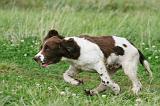 SPRINGER SPANIEL 032